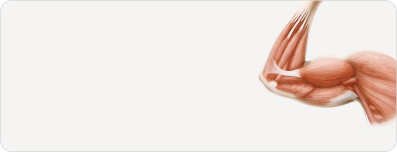 Supports lean muscle